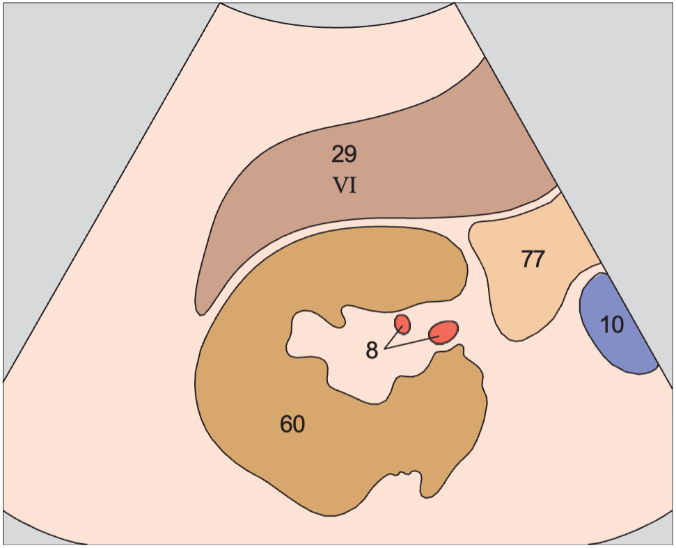 Posterior segment, inferior border