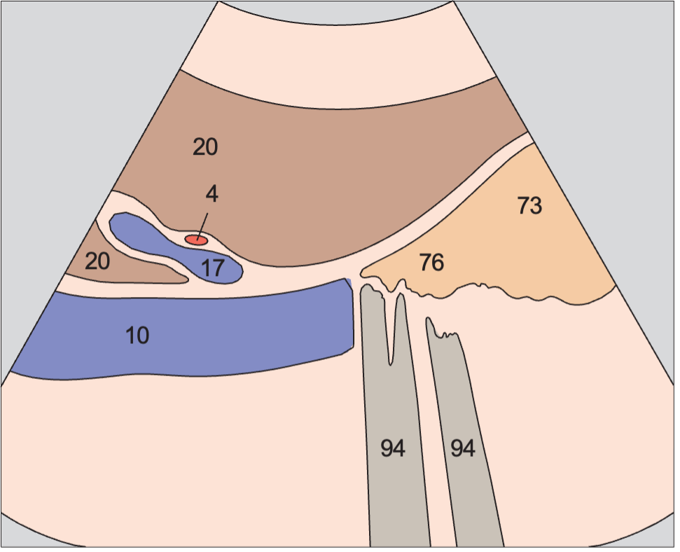 Vena cava, duodenum, bifurcation of portal vein