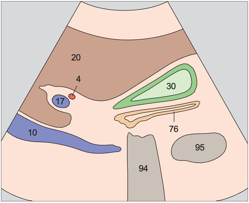 Right portal vein branch, duodenum, gallbladder body