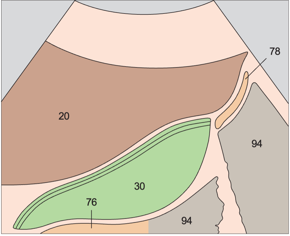 Layers of the gallbladder wall