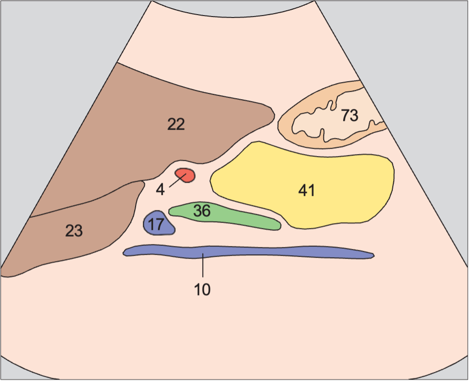 Head of pancreas, bile duct