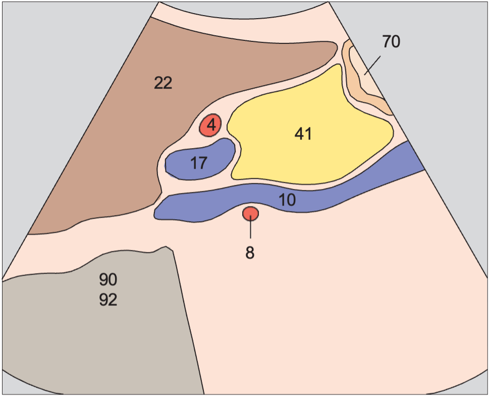 Head of pancreas, hilar vessels, vena cava