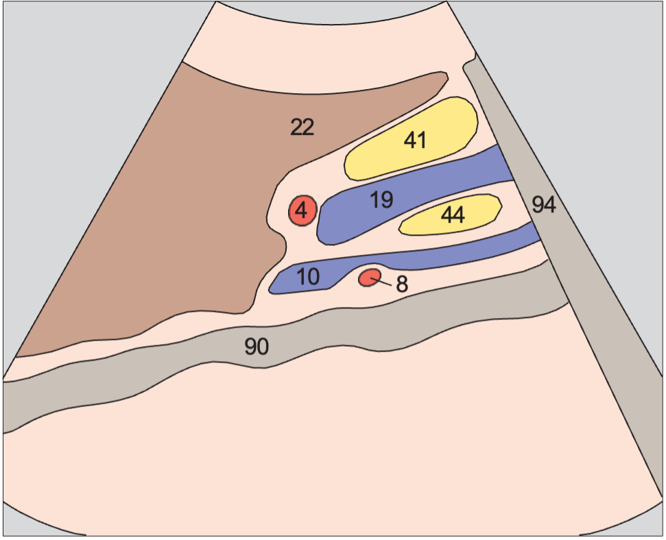Head of pancreas, superior mesenteric vein, uncinate process