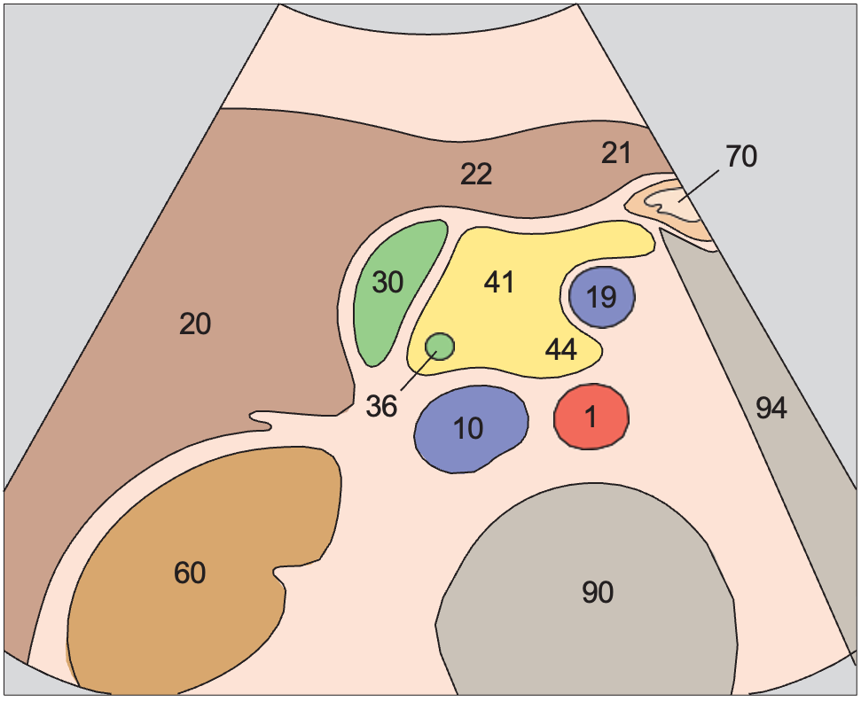Head of pancreas, vena cava, superior mesenteric vein, uncinate process, gallbladder