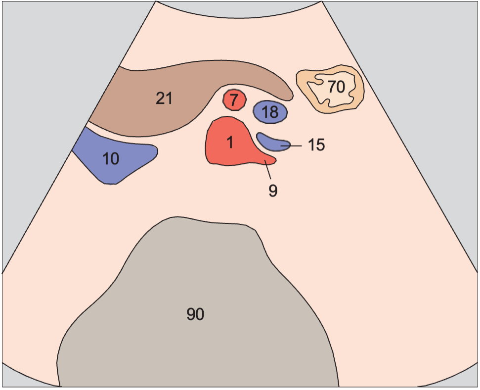 Left renal artery and vein, superior mesenteric artery and vein, aorta