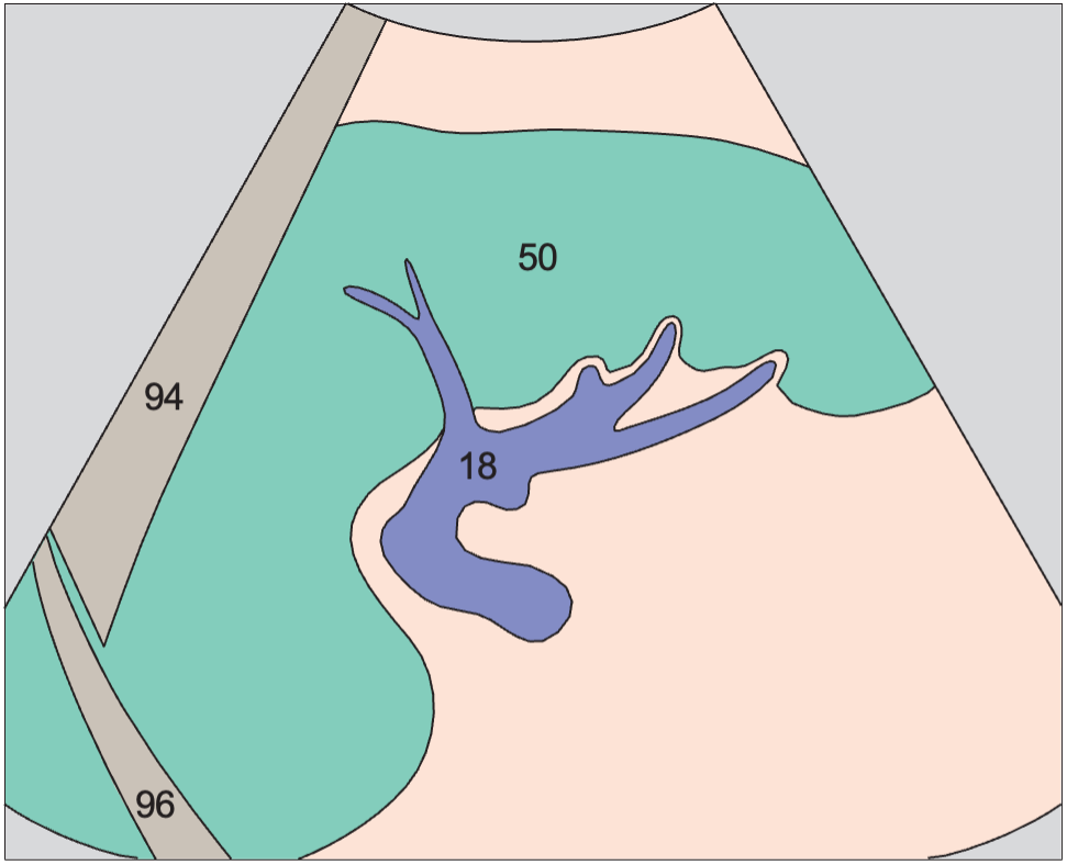 Splenic hilum, splenic vein