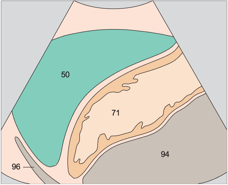 Spleen, stomach