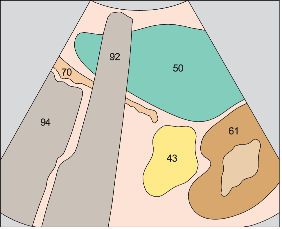 Spleen, kidney, stomach