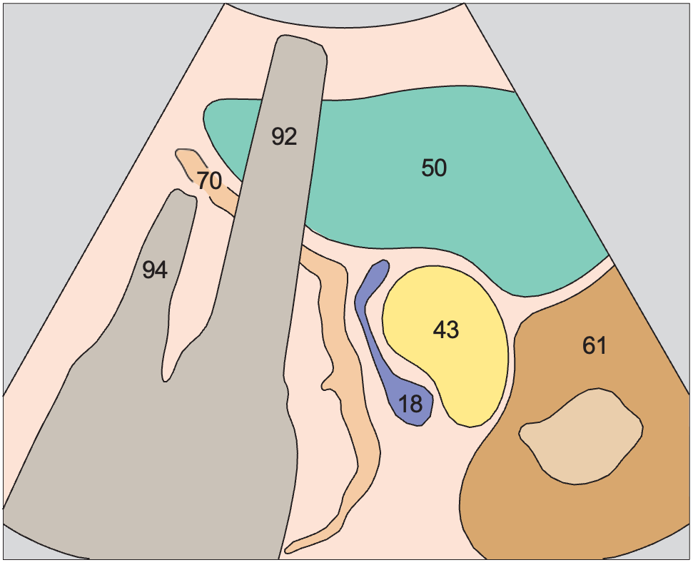 Spleen, kidney, pancreas