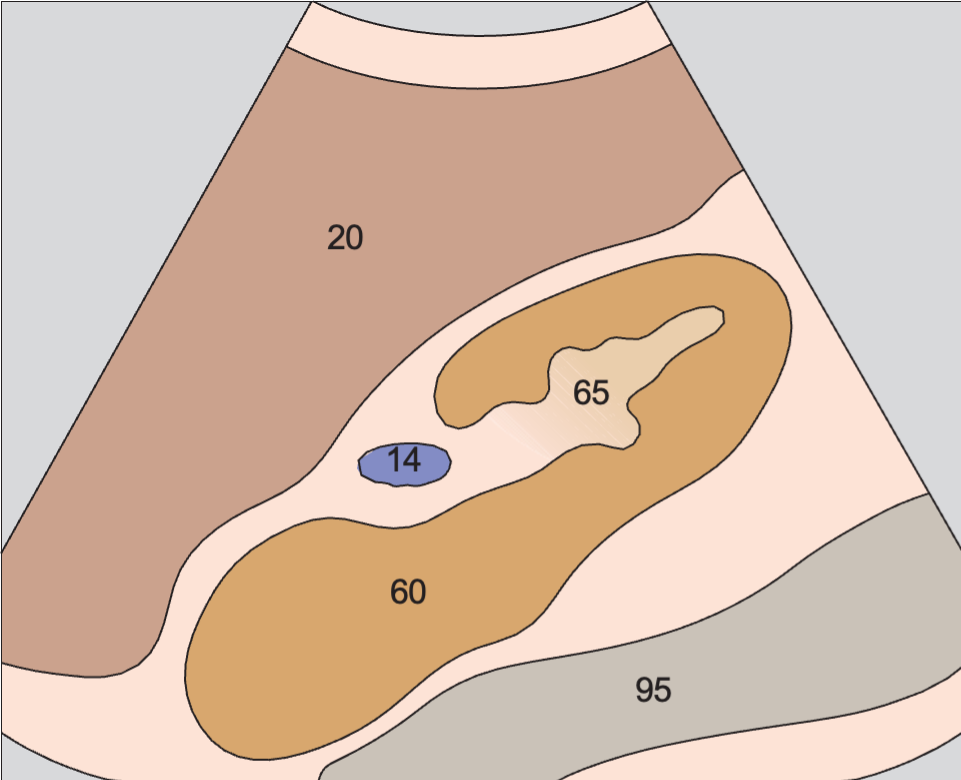 Kidney, renal vein, liver