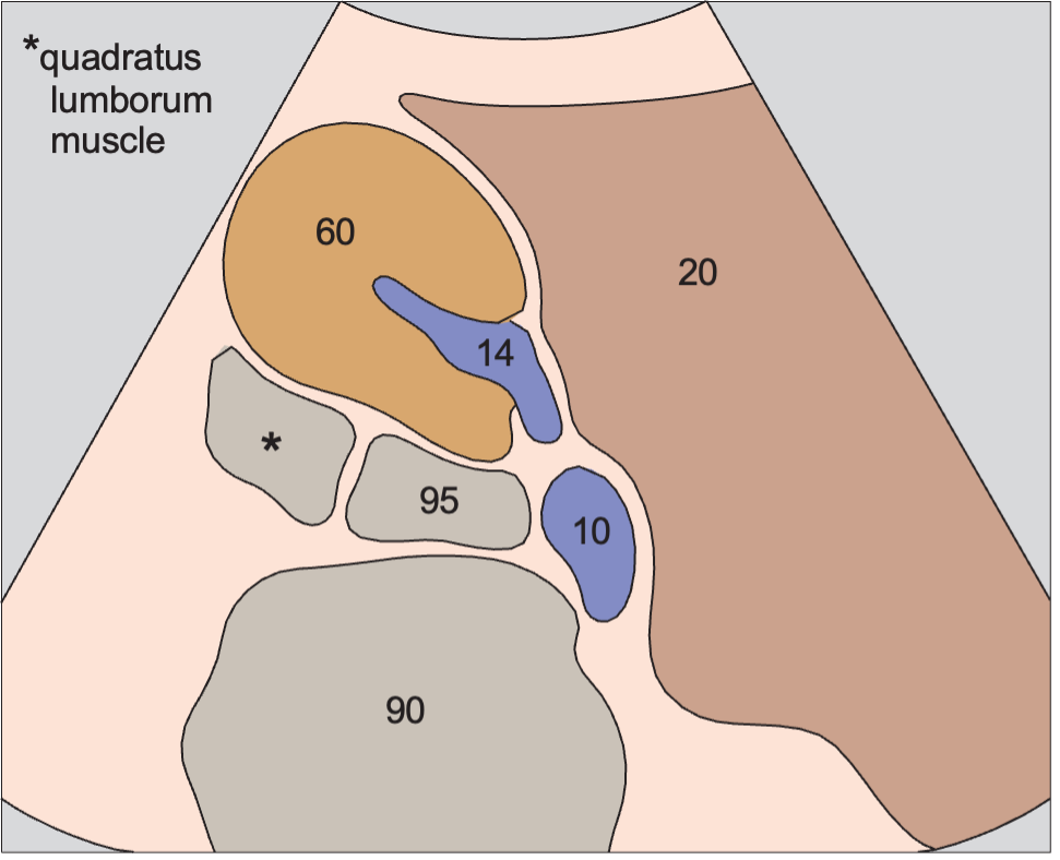 Kidney, liver, psoas muscle, quadratus lumborum muscle