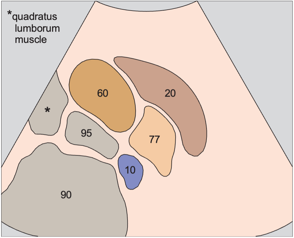 Kidney, liver, psoas muscle, quadratus lumborum muscle