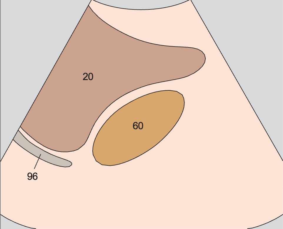 Kidney, liver