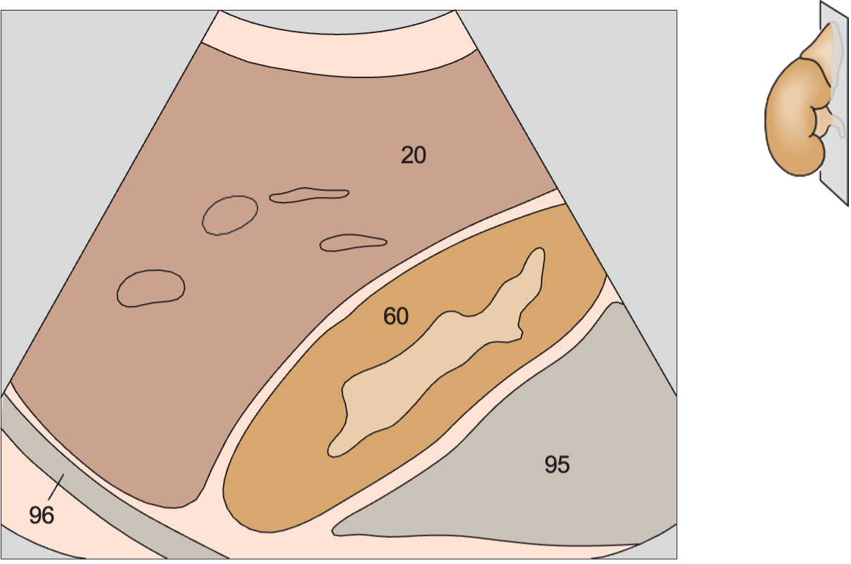 Kidney, liver