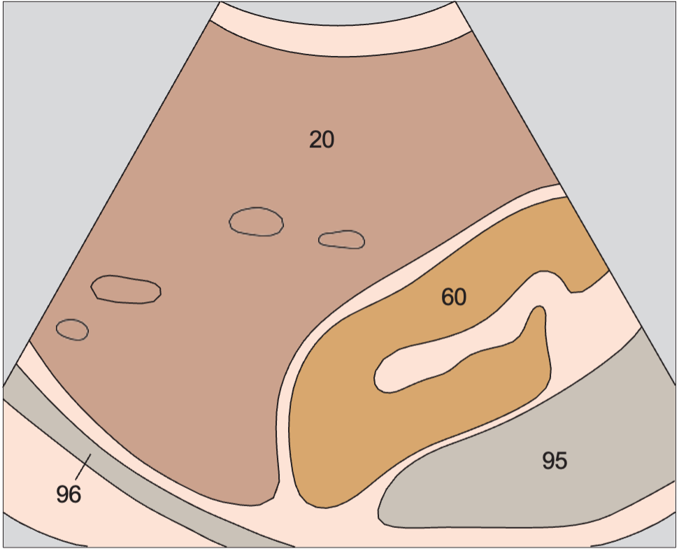 Kidney, liver
