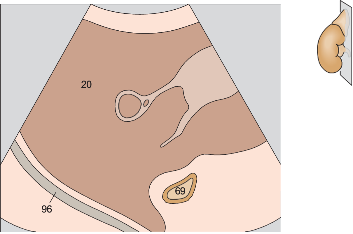 Adrenal gland, liver