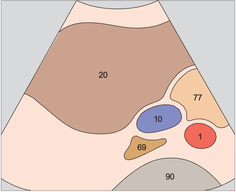 Adrenal gland, vena cava