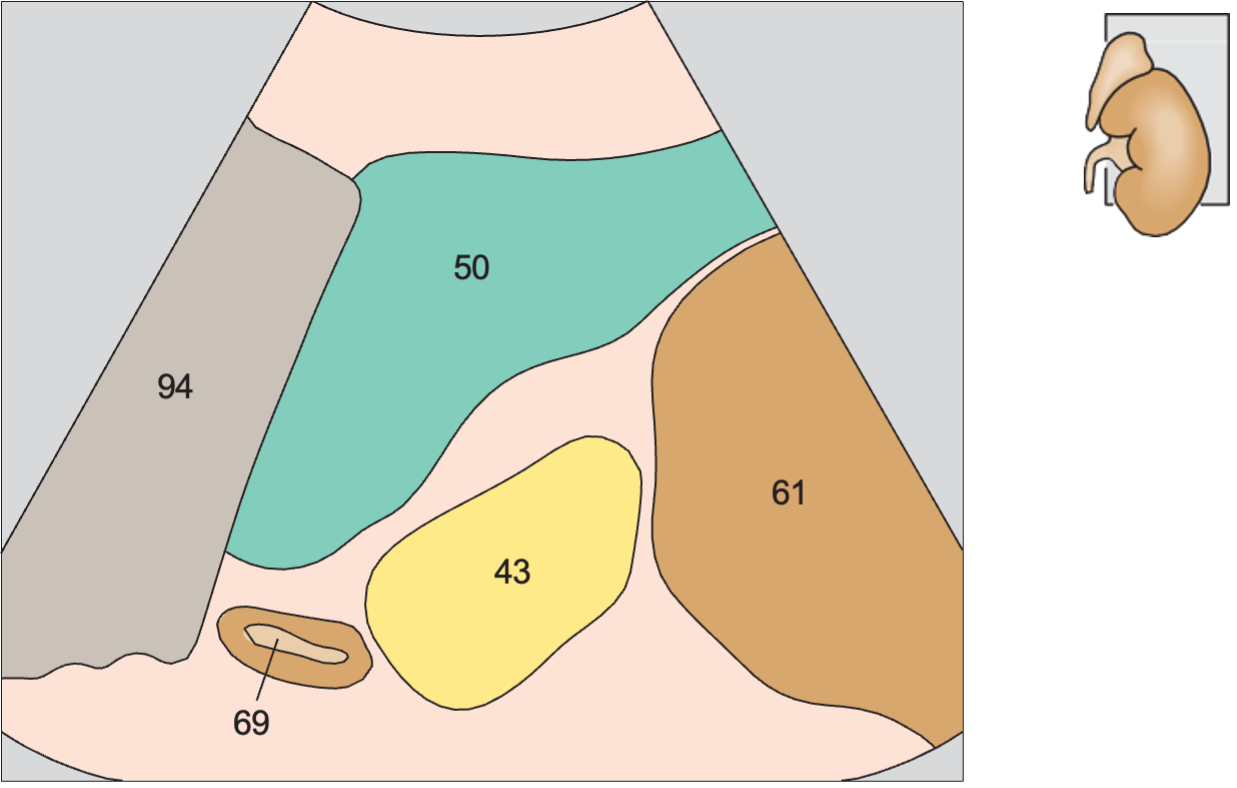 Adrenal gland, kidney, spleen