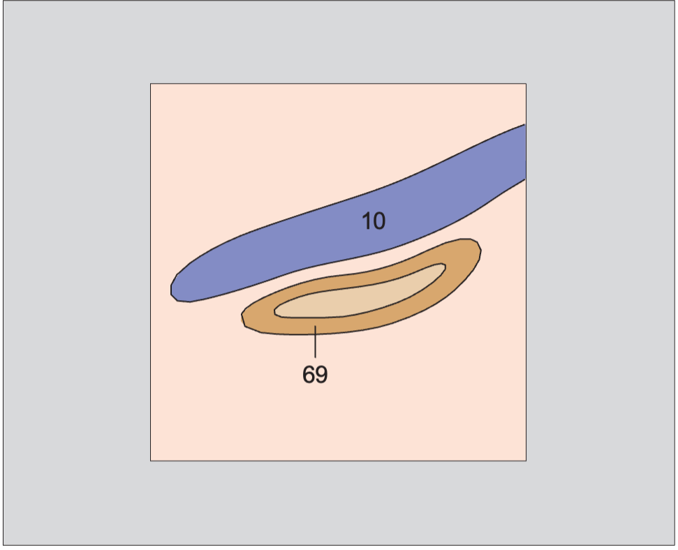 Layers of adrenal gland