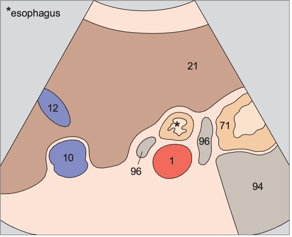 Esophagus, aorta, liver