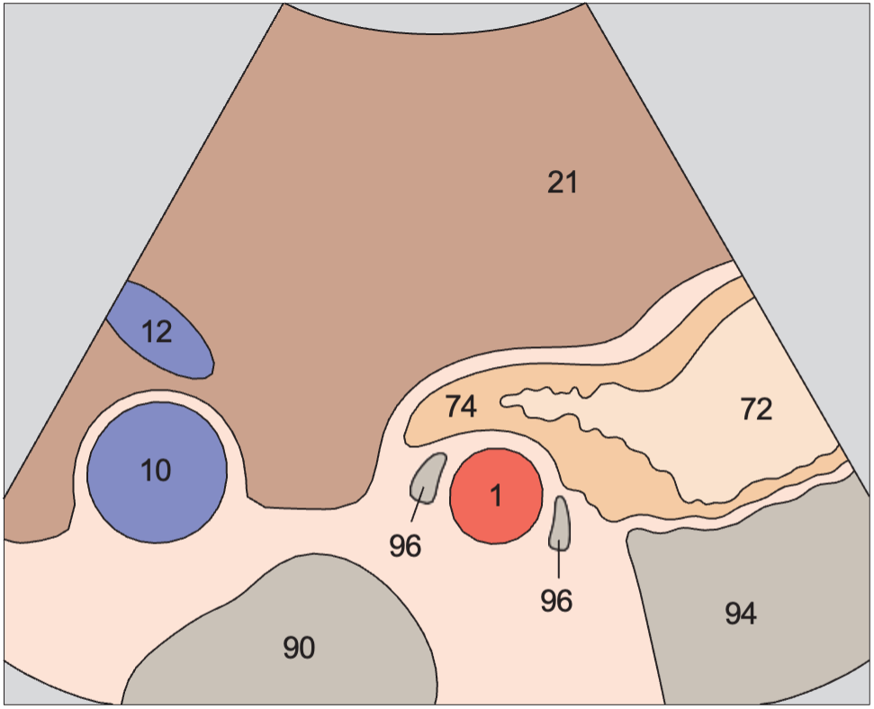 Cardia, aorta, liver