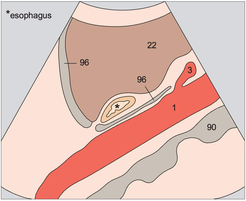 Esophagus, aorta, liver