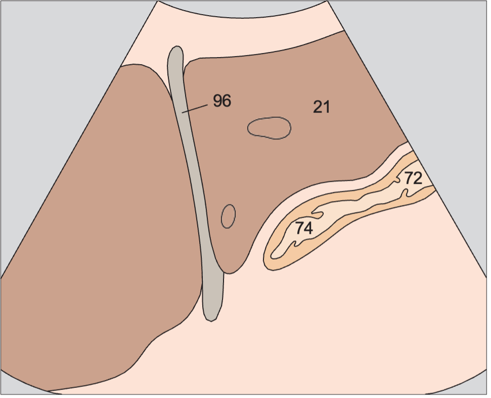 Cardia, liver