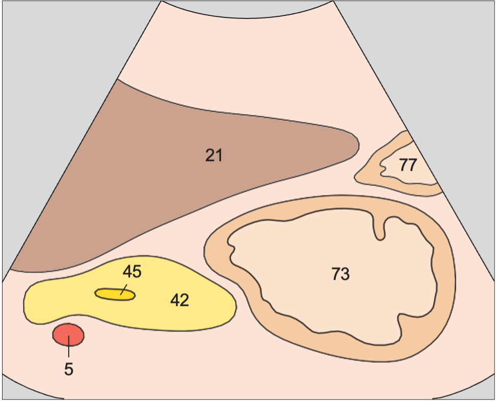 Antrum, liver, pancreas