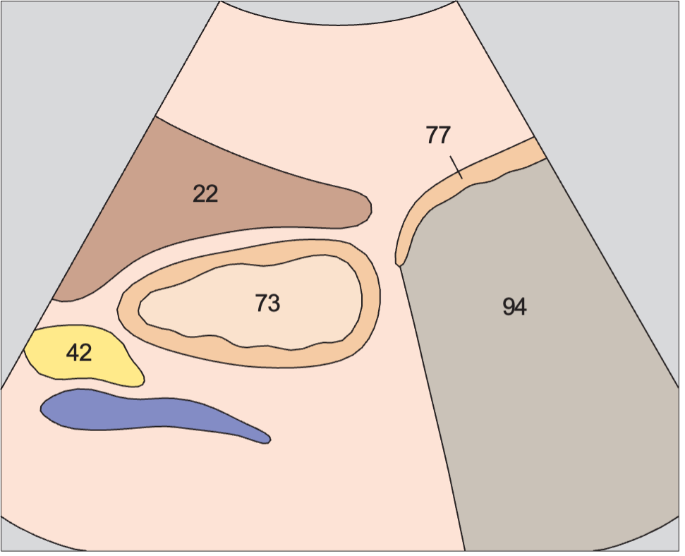 Antrum, liver, pancreas