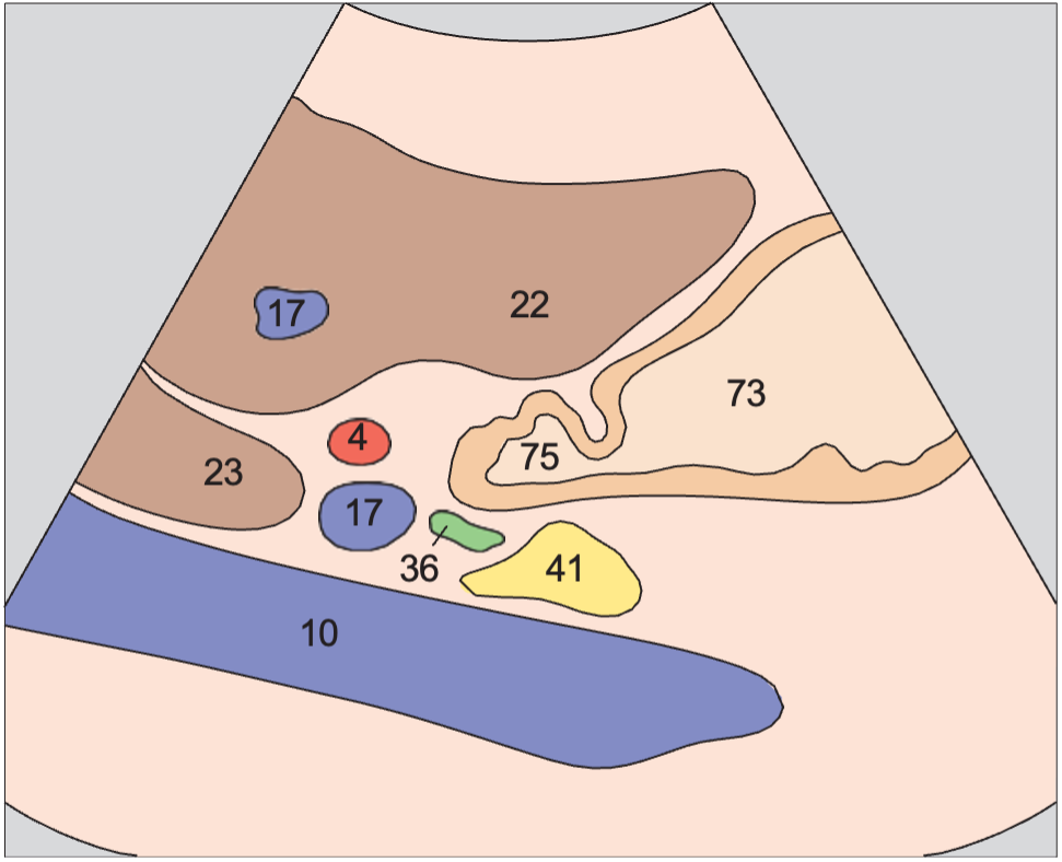 Pylorus, pancreas, liver