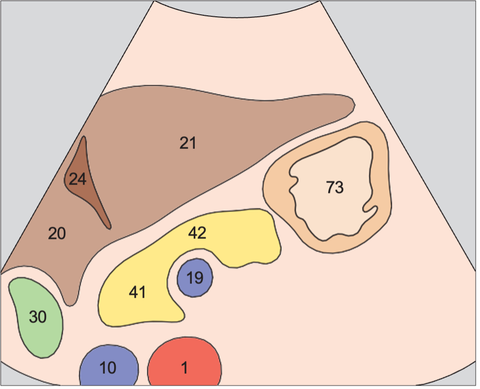 Antrum, liver, pancreas