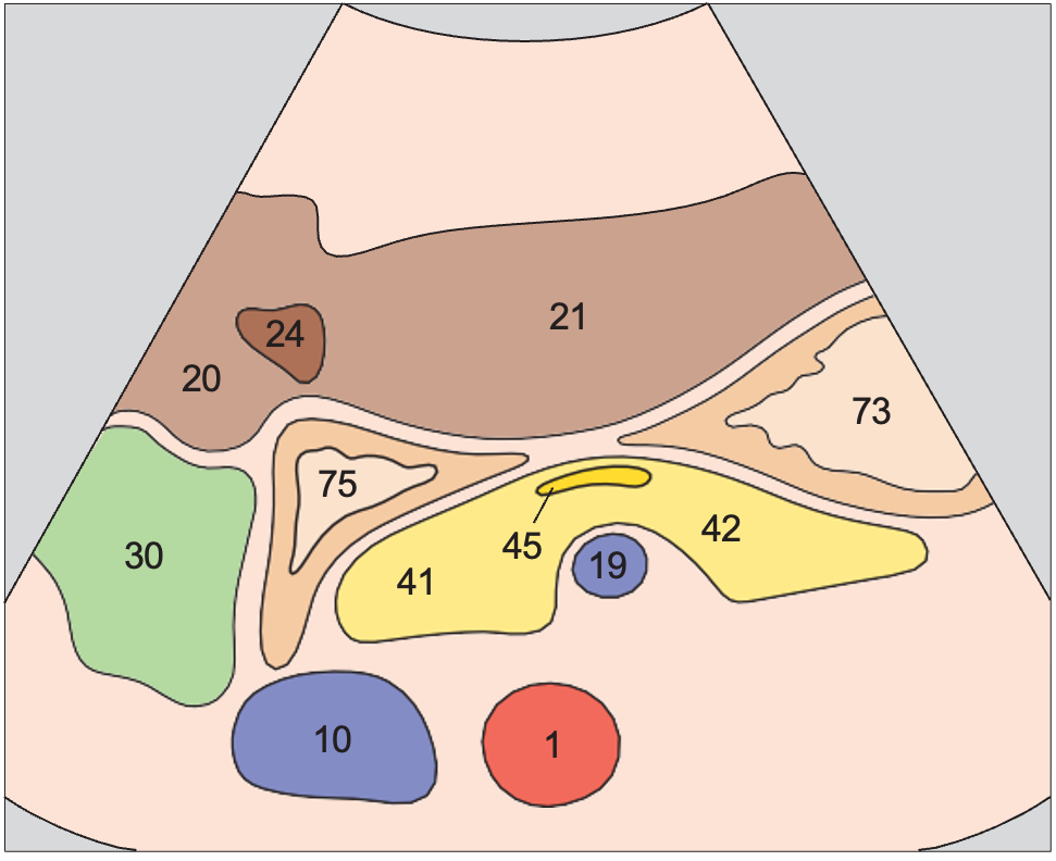 Antrum, duodenum, liver, pancreas, gallbladder