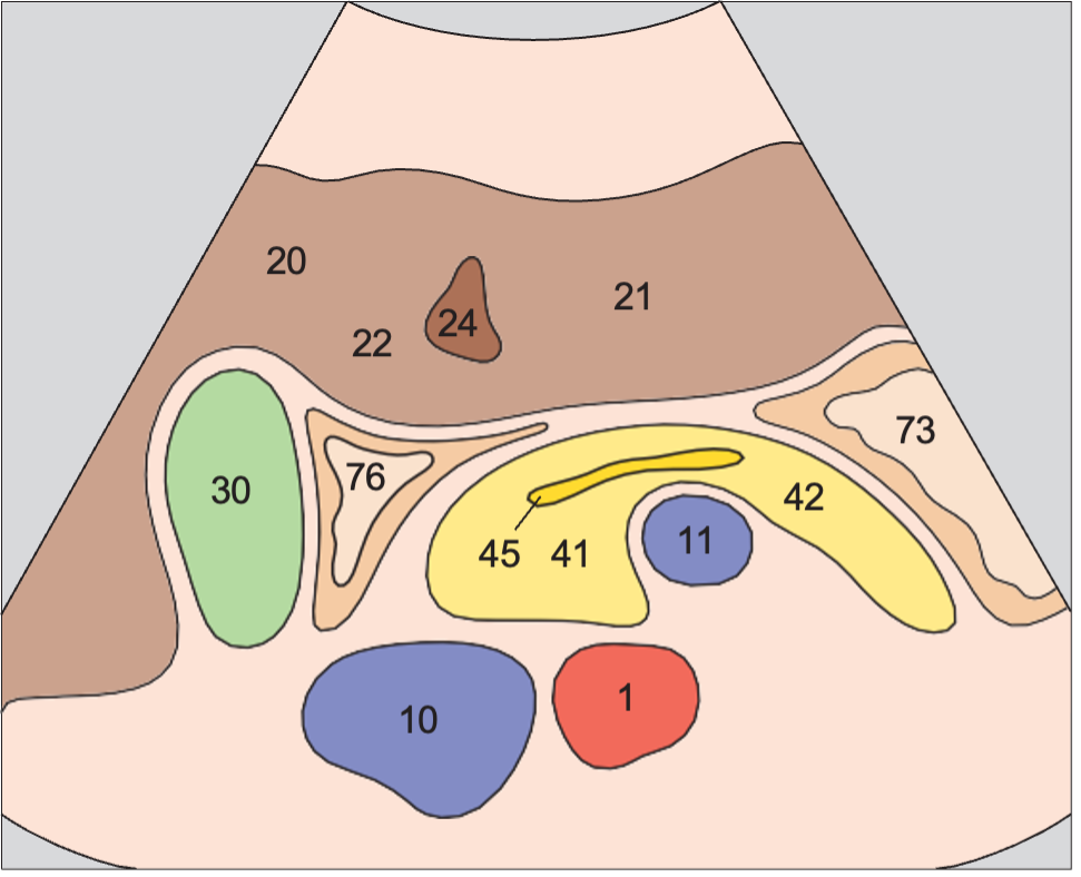 Antrum, duodenum, liver, pancreas, gallbladder