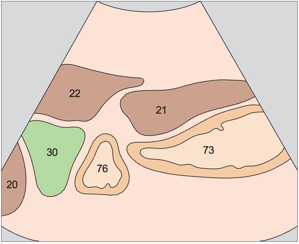 Antrum, gallbladder