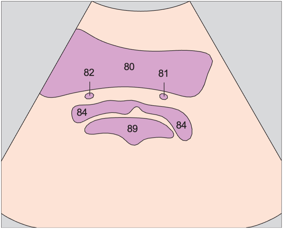 Seminal vesicles, bladder