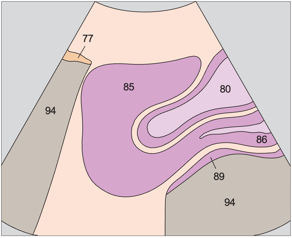 Uterus, bladder