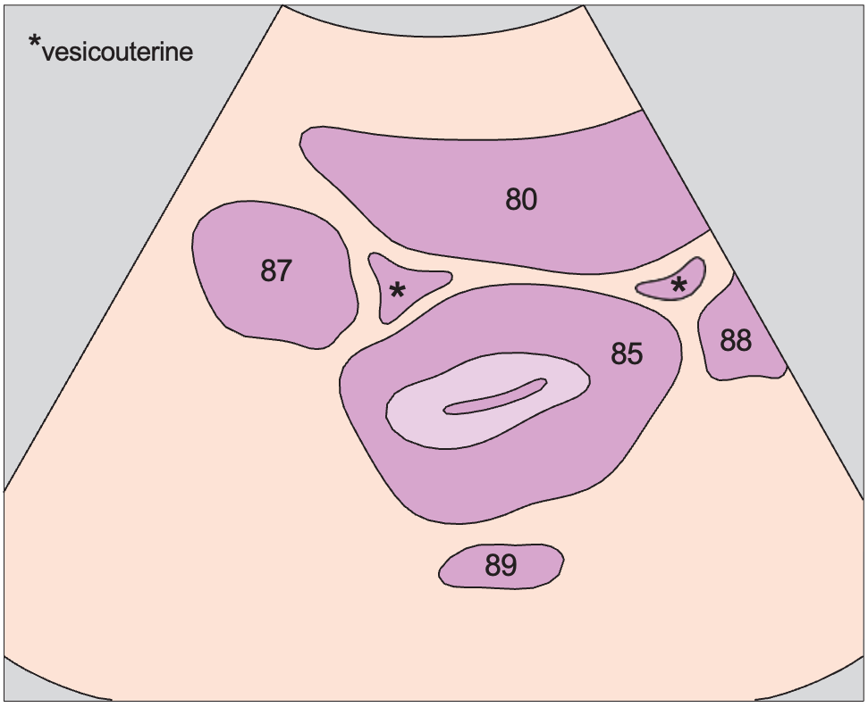 Uterus, bladder, rectum, ovaries