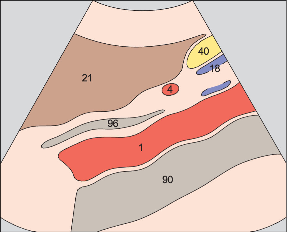Aorta