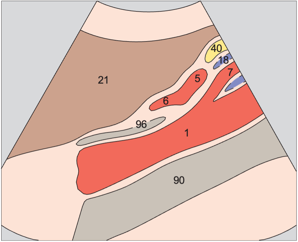 Splenic vein and left gastric artery