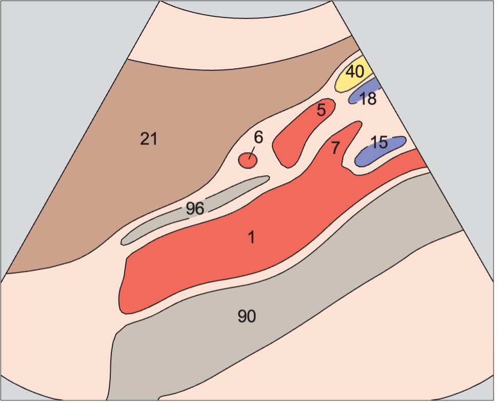 Splenic artery and vein, celiac trunk