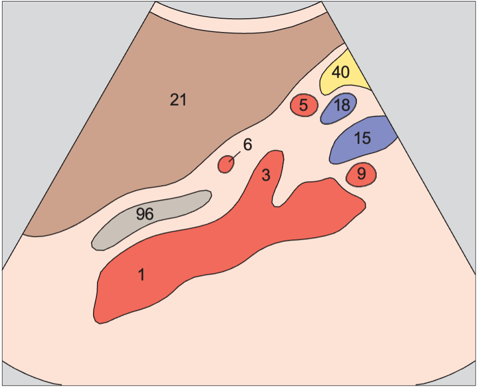Splenic artery and vein, celiac trunk