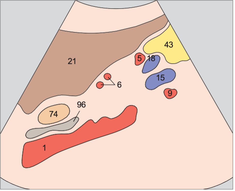 Splenic artery and vein, renal artery and vein