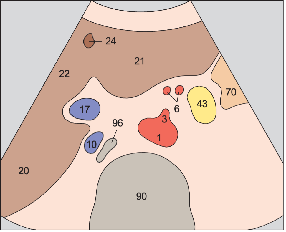 Celiac trunk