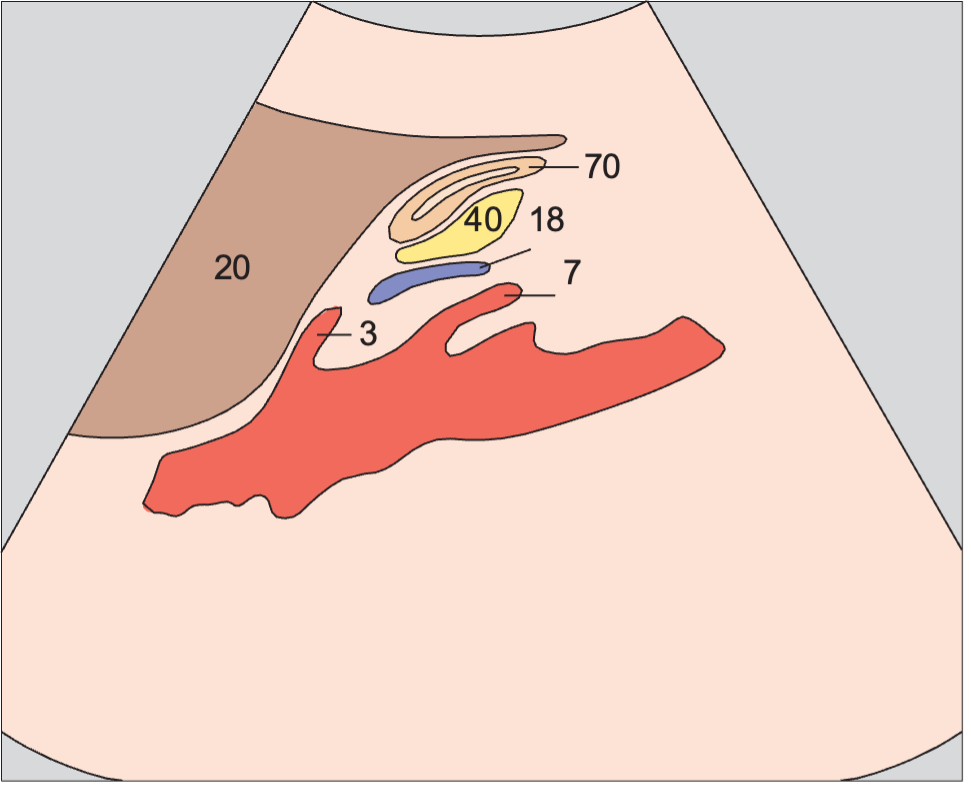 Celiac trunk