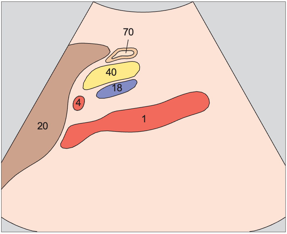 Hepatic artery and splenic vein