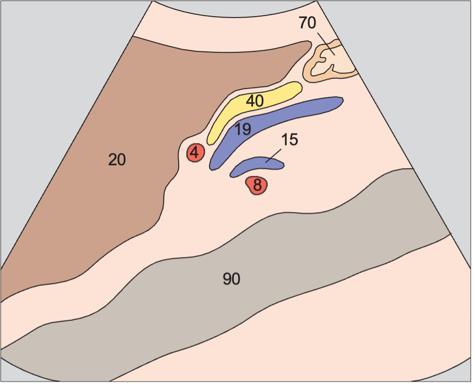 Hepatic artery and superior mesenteric vein