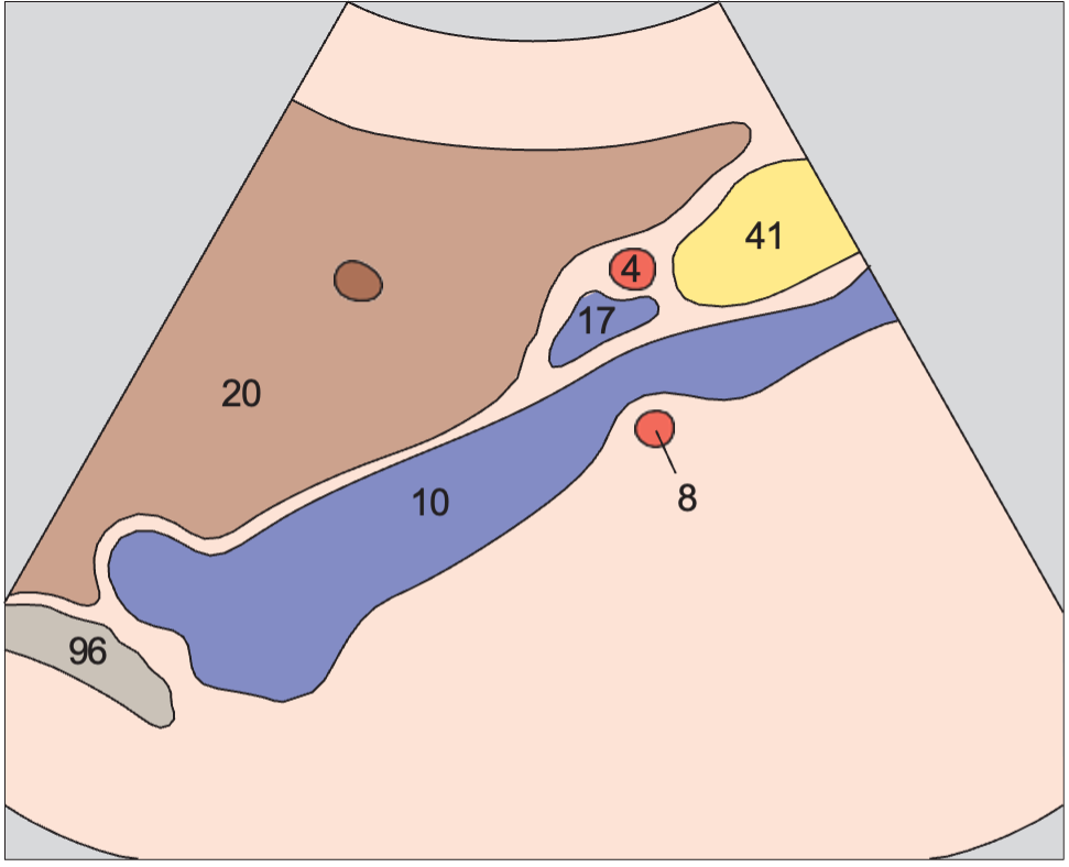 Hepatic artery and portal vein