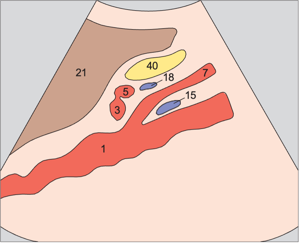Aorta