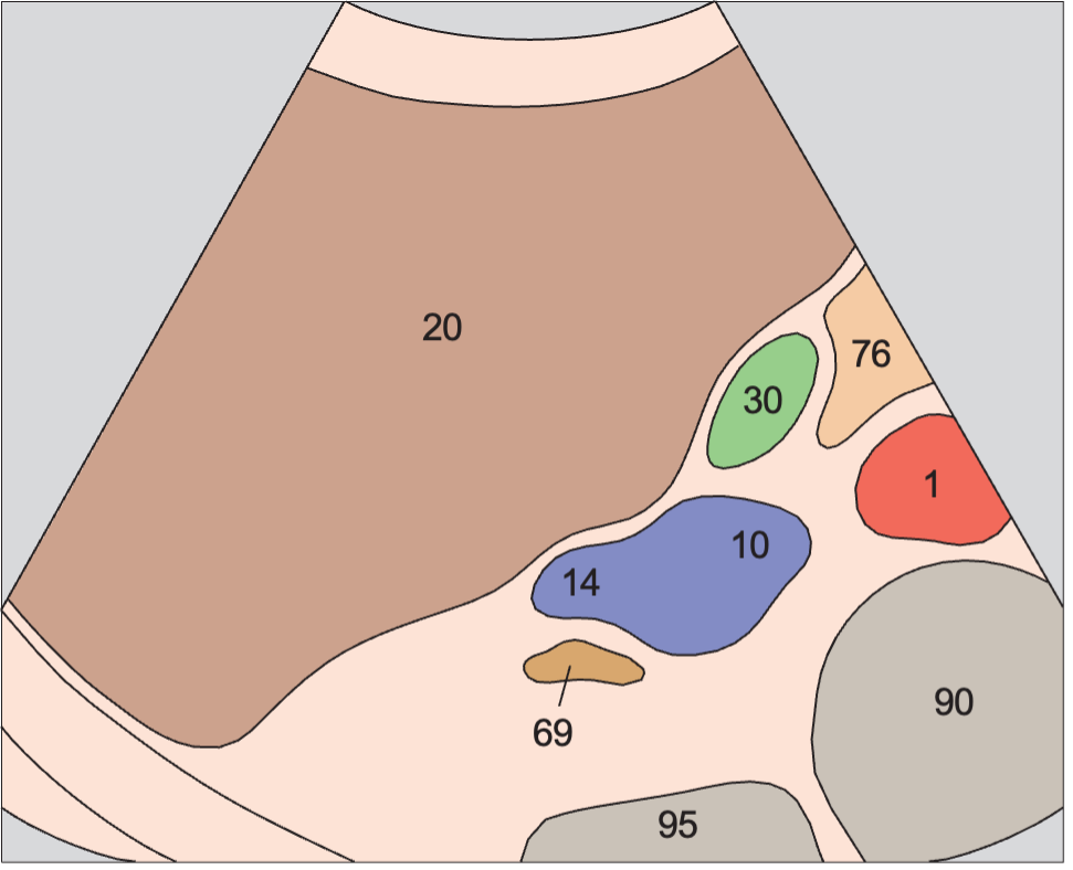 Opening of renal vein