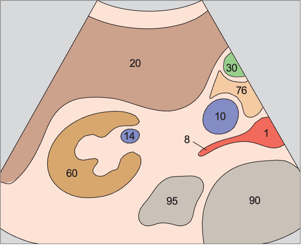 Renal vein at hilum, renal artery